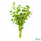 Moneywort (Bacopa monnieri) – Live Aquarium & Paludarium Plant