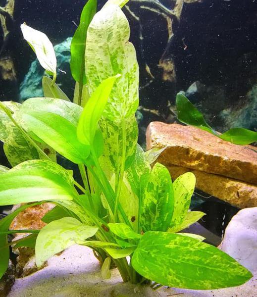 Marble Queen Sword (Echinodorus cordifolius) – Live Aquarium Plant