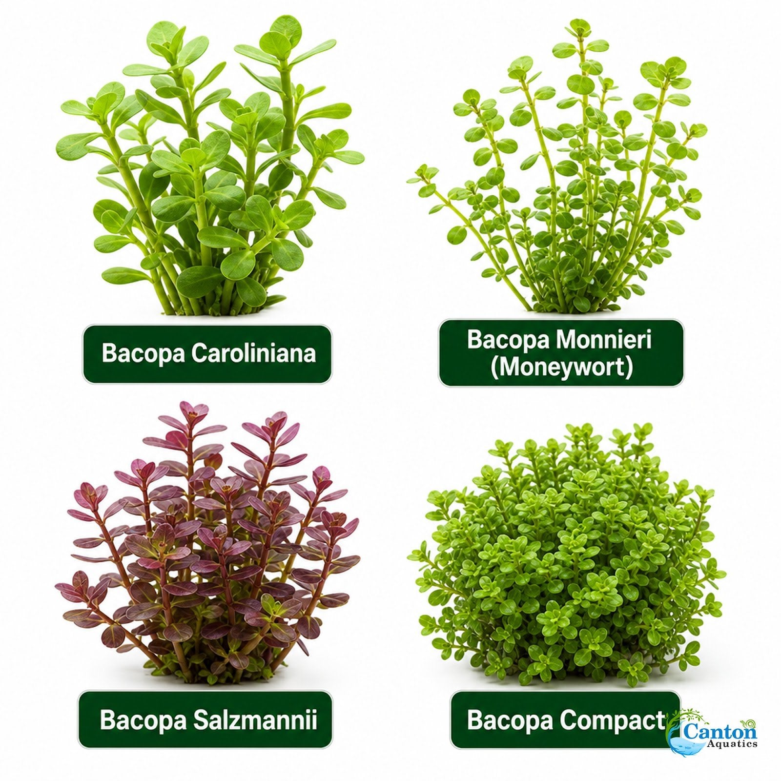 Bacopa Caroliniana