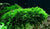 Christmas Moss Vesicularia Montagnei