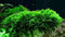 Christmas Moss Vesicularia Montagnei