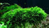 Christmas Moss Vesicularia Montagnei