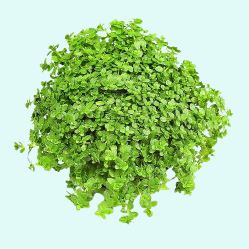 Dwarf Baby Tears Micranthemum Umbrosom