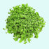 Dwarf Baby Tears Micranthemum Umbrosom