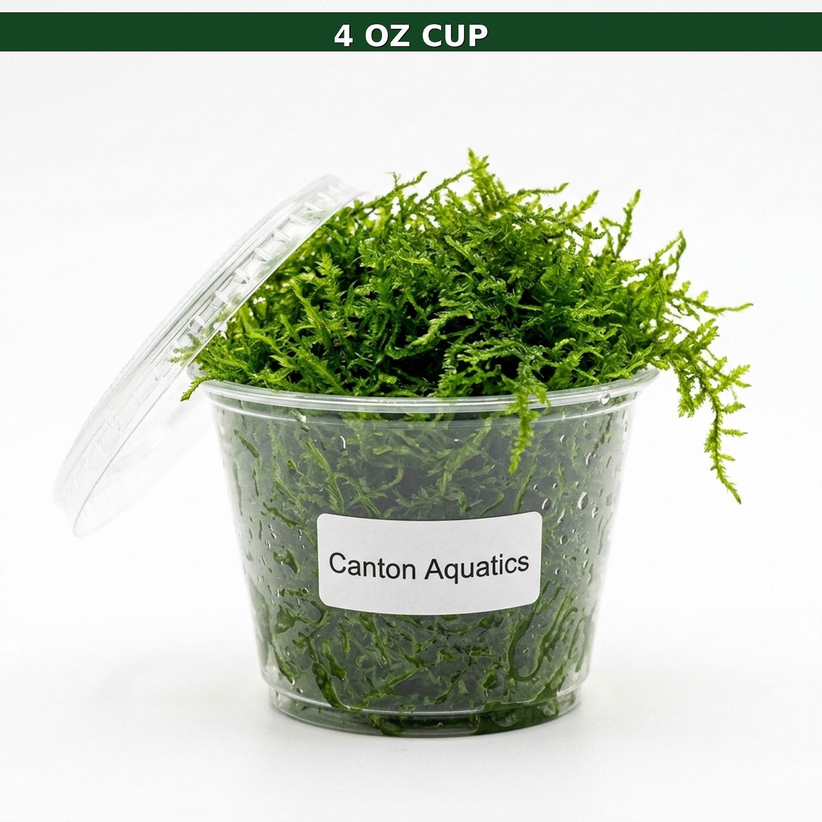Canton Aquatics Java Moss Taxiphyllum Barbieri Live Freshwater Aquarium Moss - Low Light