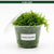 Canton Aquatics Java Moss Taxiphyllum Barbieri Live Freshwater Aquarium Moss - Low Light