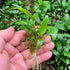 Cryptocoryne Wendtii Green