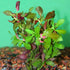 Ludwigia Repens sp