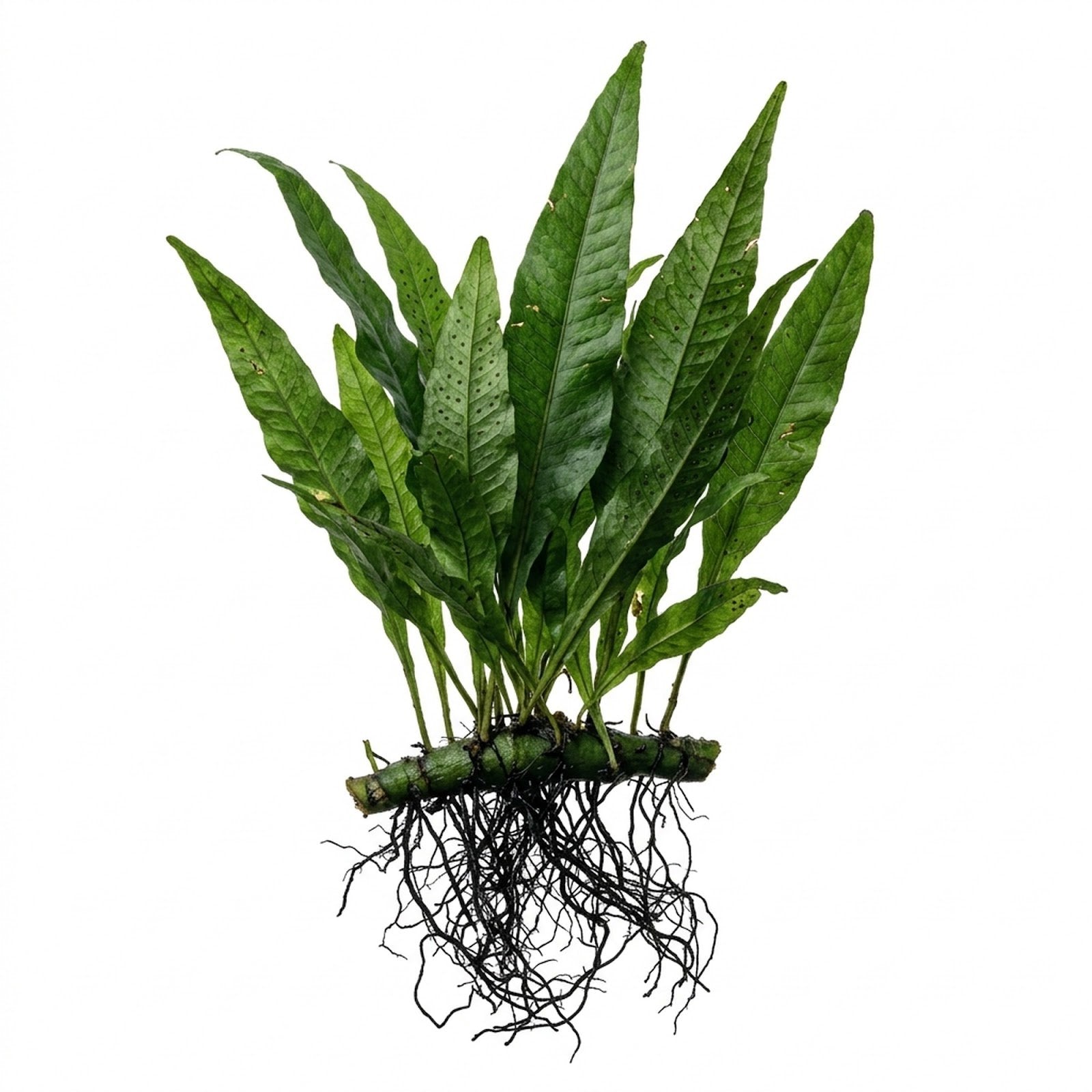 Java Fern (Microsorum pteropus) – Easy Live Freshwater Aquarium Plant