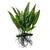 Java Fern (Microsorum pteropus) – Easy Live Freshwater Aquarium Plant
