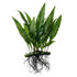 Java Fern (Microsorum pteropus) – Easy Live Freshwater Aquarium Plant