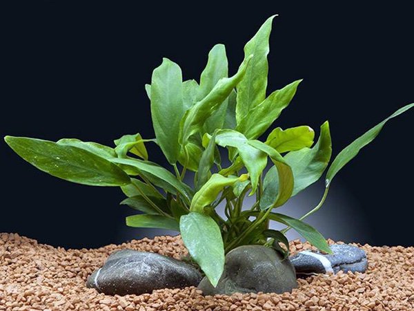 Anubias Minima Bare Root - Image 35 of 40