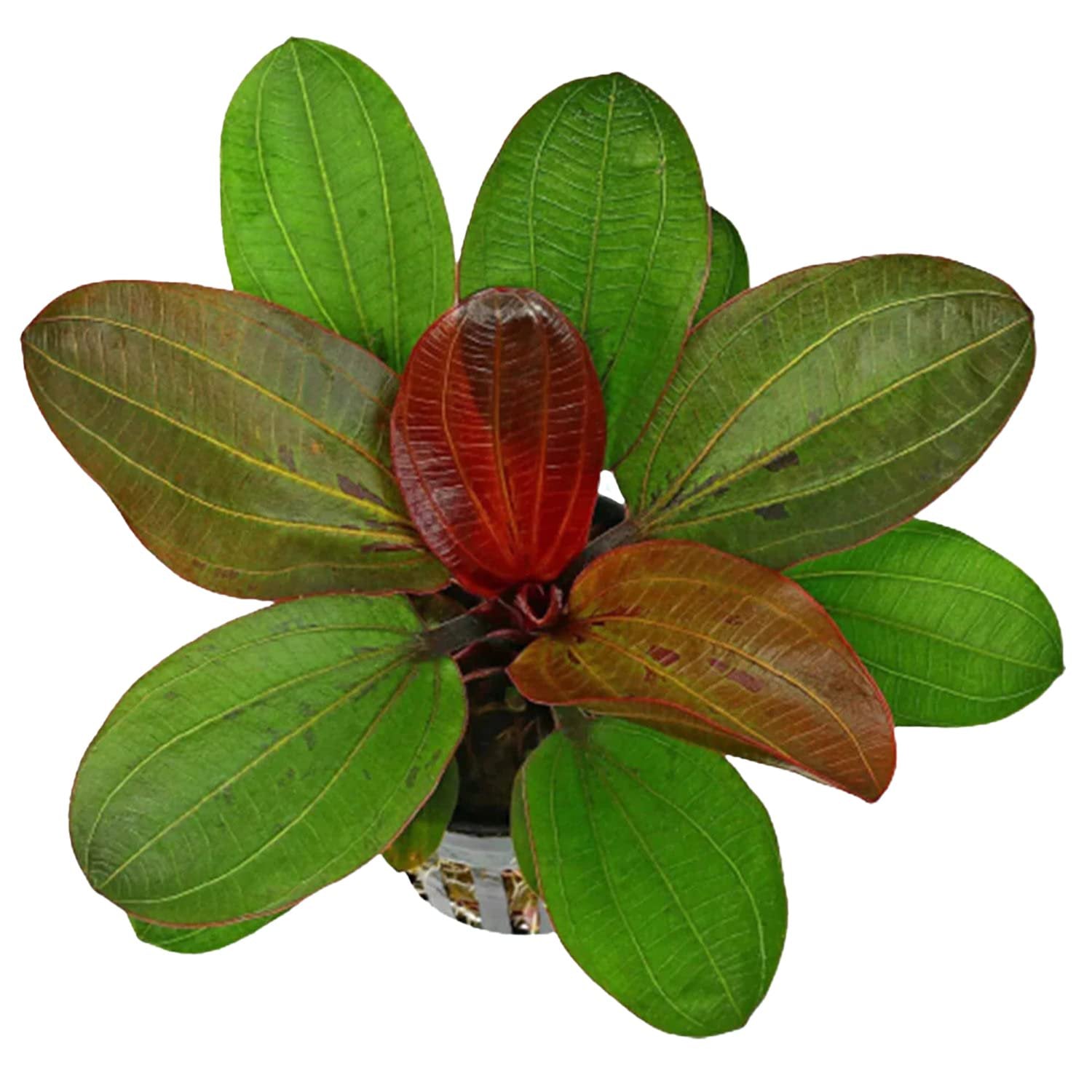 Amazon Sword Echinodorus 'Red Pearl' – Live Freshwater Aquarium Plant