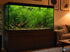 Canton Aquatics Live Aquarium Plants - Water Sprite Aquarium Plant, Ceratopteris Thalictroides - Perfect Live Aquatic Plants for Fish Tanks and Aquariums