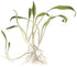 Cryptocoryne Parva