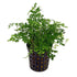 Bolbitis Heteroclita Difformis "Mini" – Live Aquarium Fern