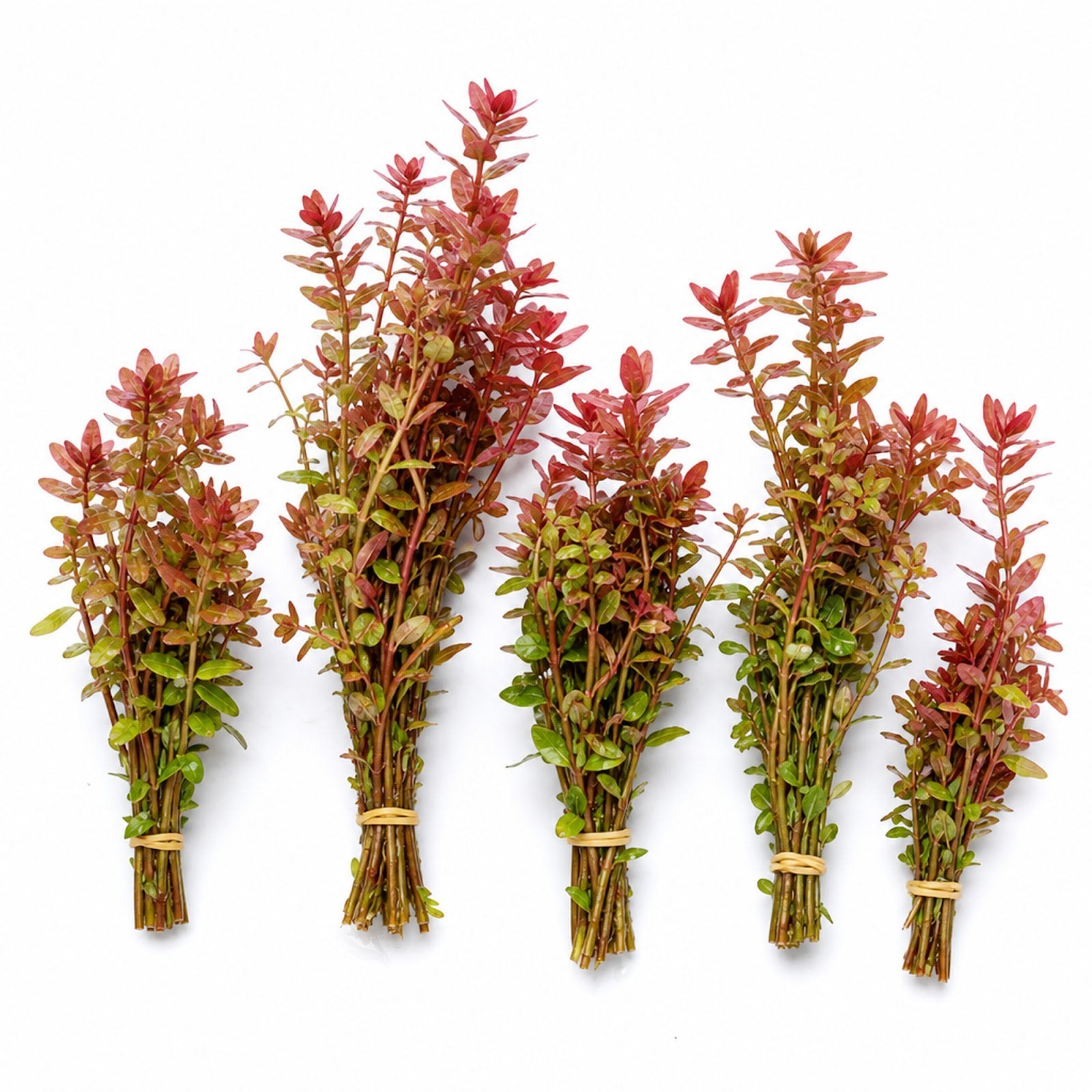 Rotala Indica