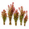Rotala Indica