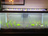 Dwarf Hairgrass Eleocharis
