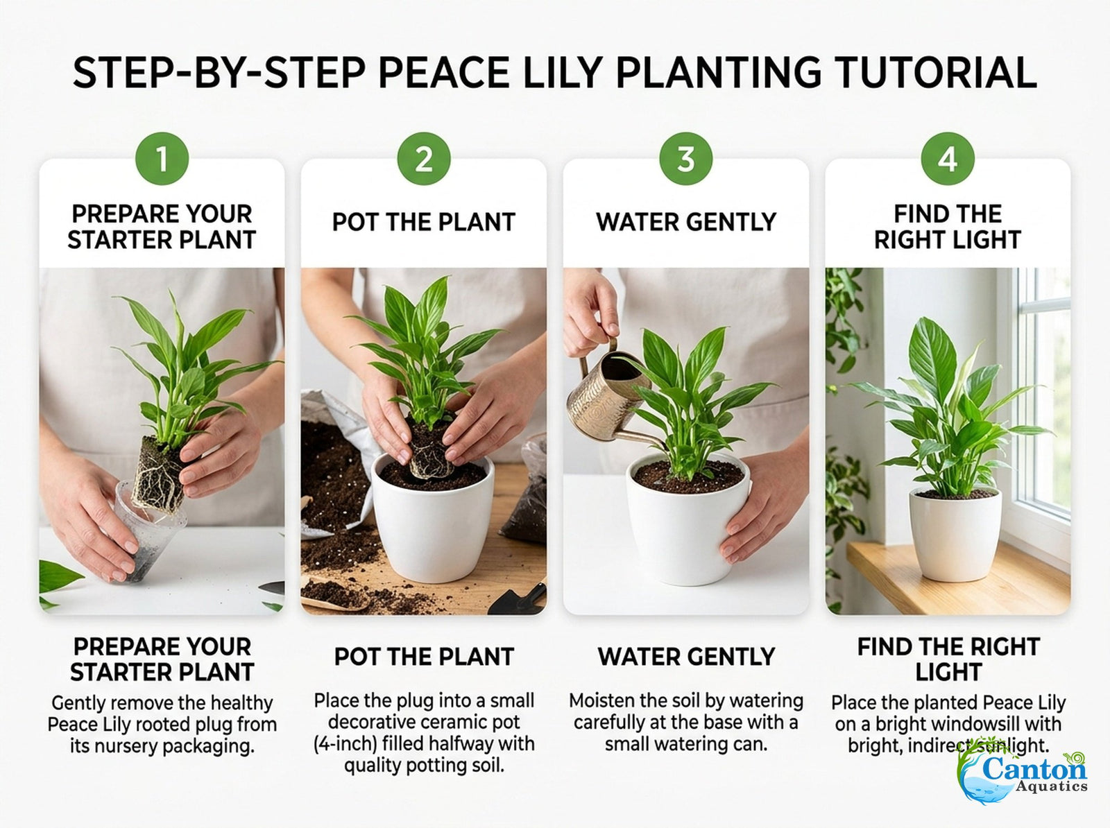 Spathiphyllum (Peace Lily) Rooted Starter Plant 3 Pack