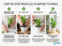 Spathiphyllum (Peace Lily) Rooted Starter Plant 3 Pack
