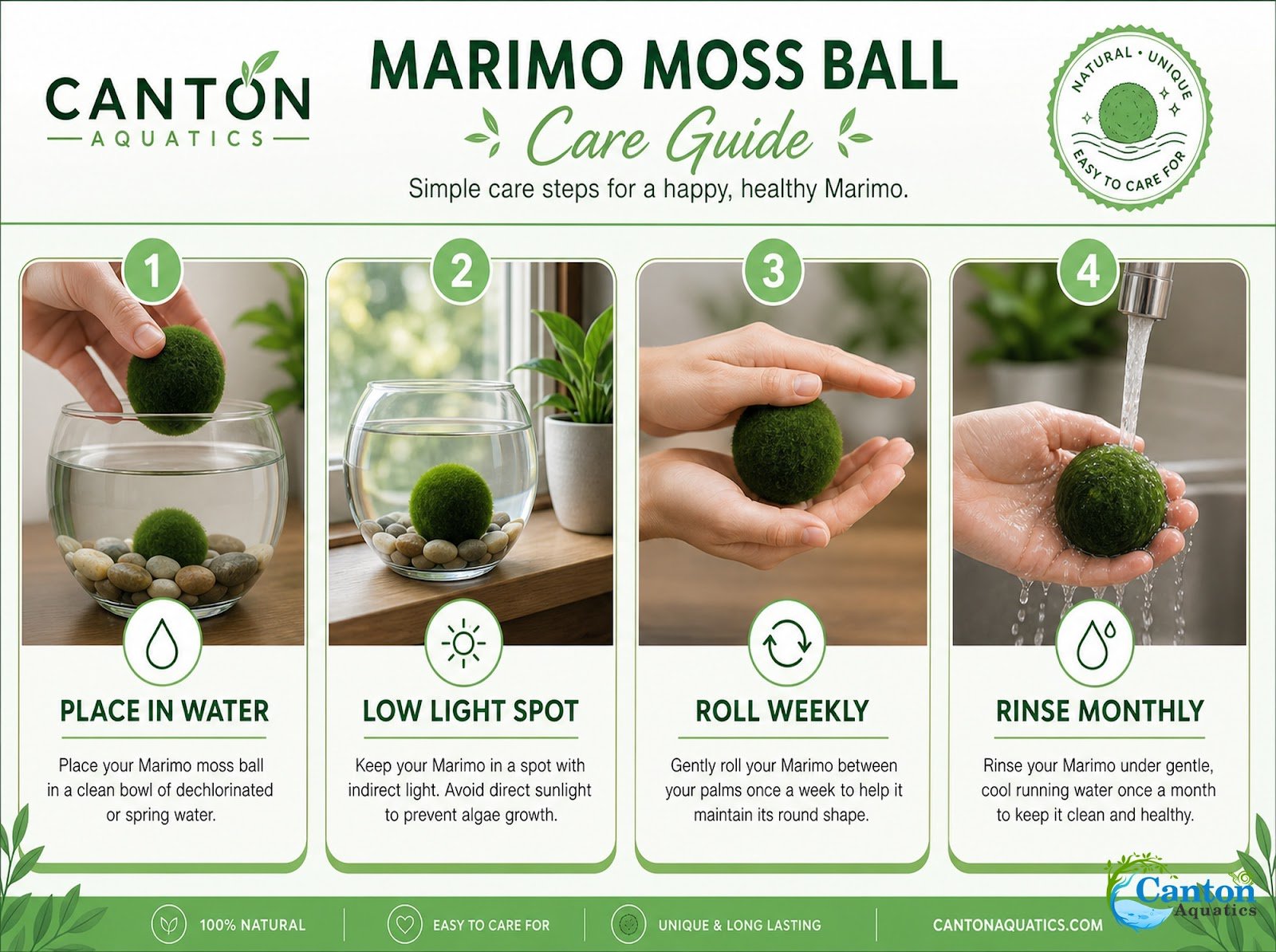 Marimo Moss Ball (Aegagropila Linnaei)