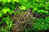 Hygrophila Corymbosa Var. N