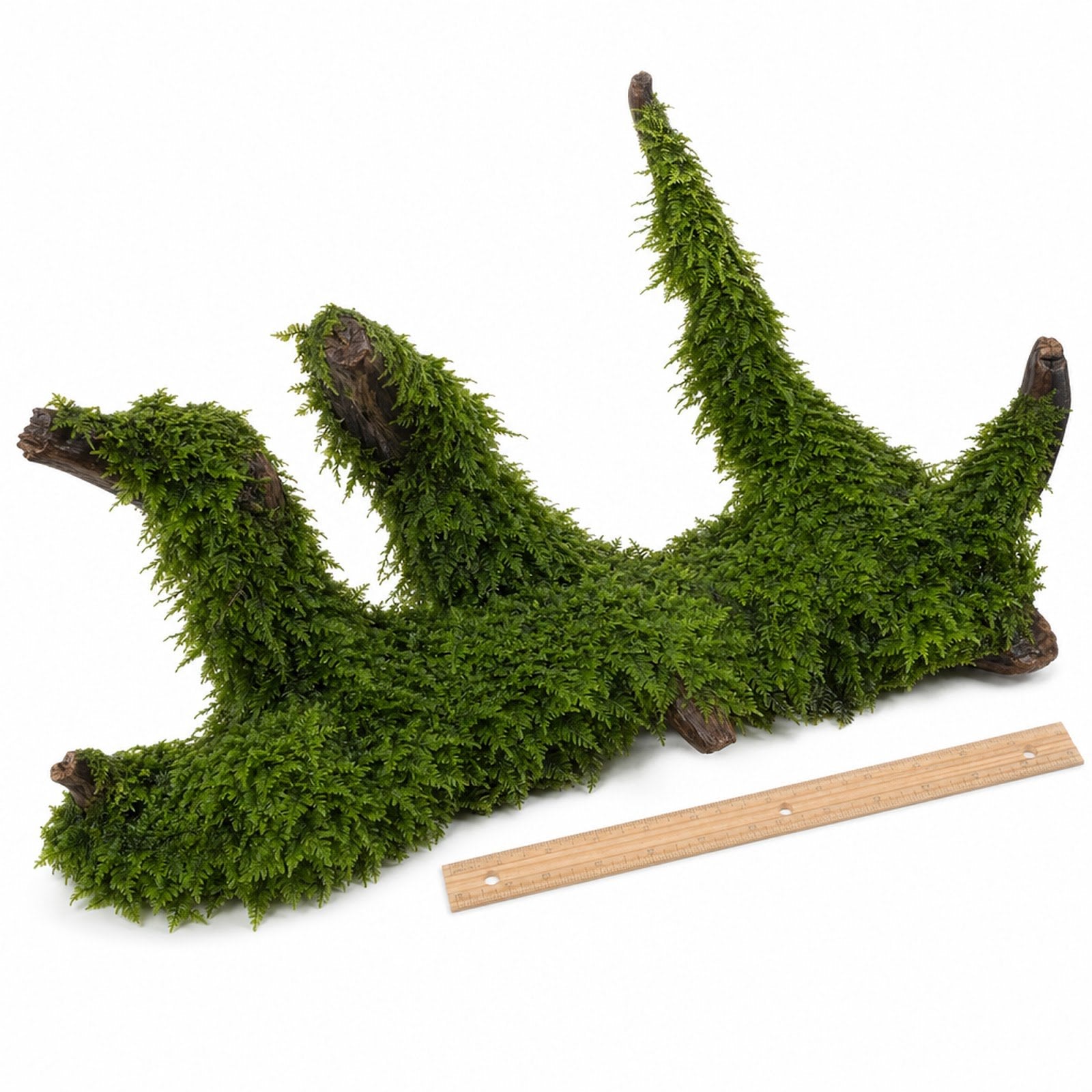 Christmas Moss on Driftwood | Live Aquarium Plant - Pre-Attached Vesicularia Montagnei, Low Light, No CO2, Shrimp Safe
