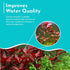 Ludwigia Repens (Dark Red)