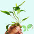 Cryptocoryne Wendtii Green