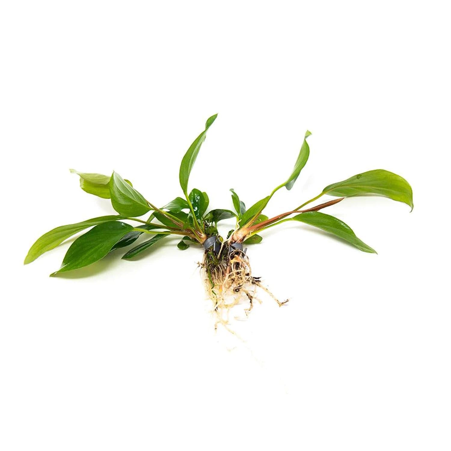 Anubias Hastifolia