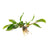 Anubias Hastifolia