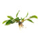 Anubias Hastifolia