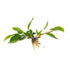 Anubias Hastifolia
