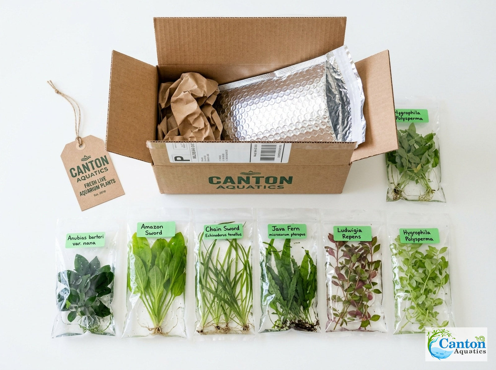 Aquarium Plant Bundle: 1 Anubias, 2 Amazon & 3 Dwarf Sag