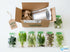 Aquarium Plant Bundle: 1 Anubias, 2 Amazon & 3 Dwarf Sag