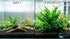 Java Fern & Anubias Nana (Microsorum Pteropus, Anubias Barteri) Size: 2 Pack