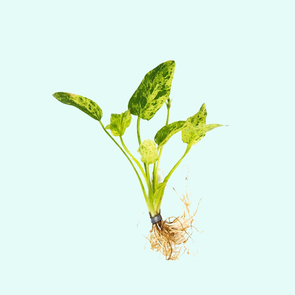 Marble Queen Sword (Echinodorus cordifolius) – Live Aquarium Plant