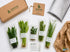 Beginner Live Aquarium Plants Bundle 3 to 75 Assorted Easy Plants for Fish Tanks