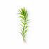 CANTON AQUATICS | Live Aquarium Helanthium Tenellum Echinodorus Plants - Increases Beauty - Removes Nitrates - Long Lasting - Grows in Low-Light - Suitable for Summer & Winter - Small