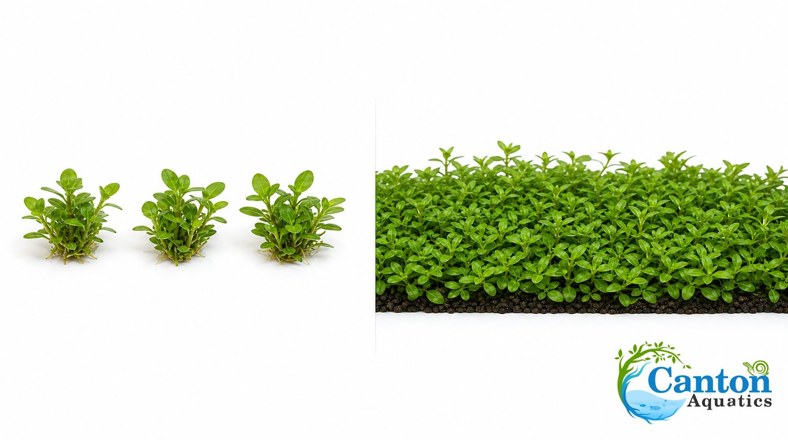 CANTON AQUATICS Staurogyne S Repens Plants - Long Lasting & Easy to Care - Promote High Water Quality and Fast - Growing Live Freshwater Carpet Plant for Aquascaping - 5X Clumps Plants