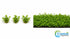 CANTON AQUATICS Staurogyne S Repens Plants - Long Lasting & Easy to Care - Promote High Water Quality and Fast - Growing Live Freshwater Carpet Plant for Aquascaping - 5X Clumps Plants