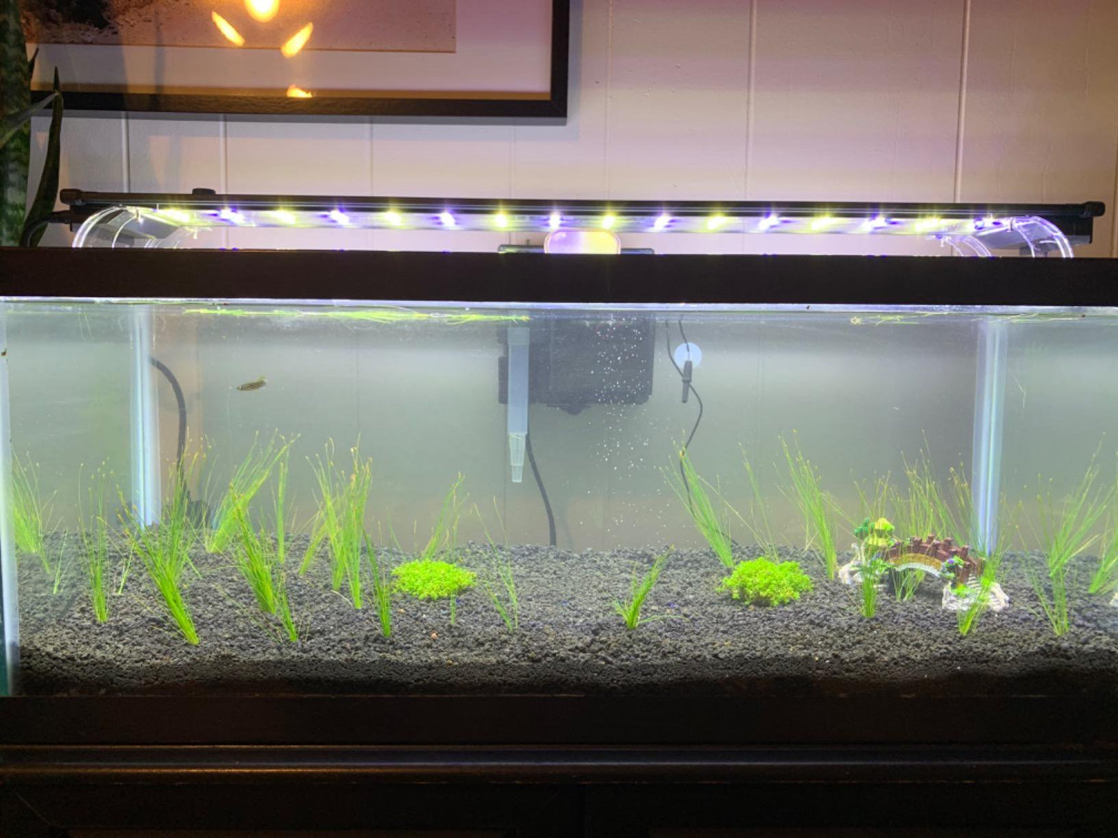 Dwarf Hairgrass Eleocharis