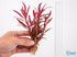 Alternanthera Rosanervig - Image 6 of 30