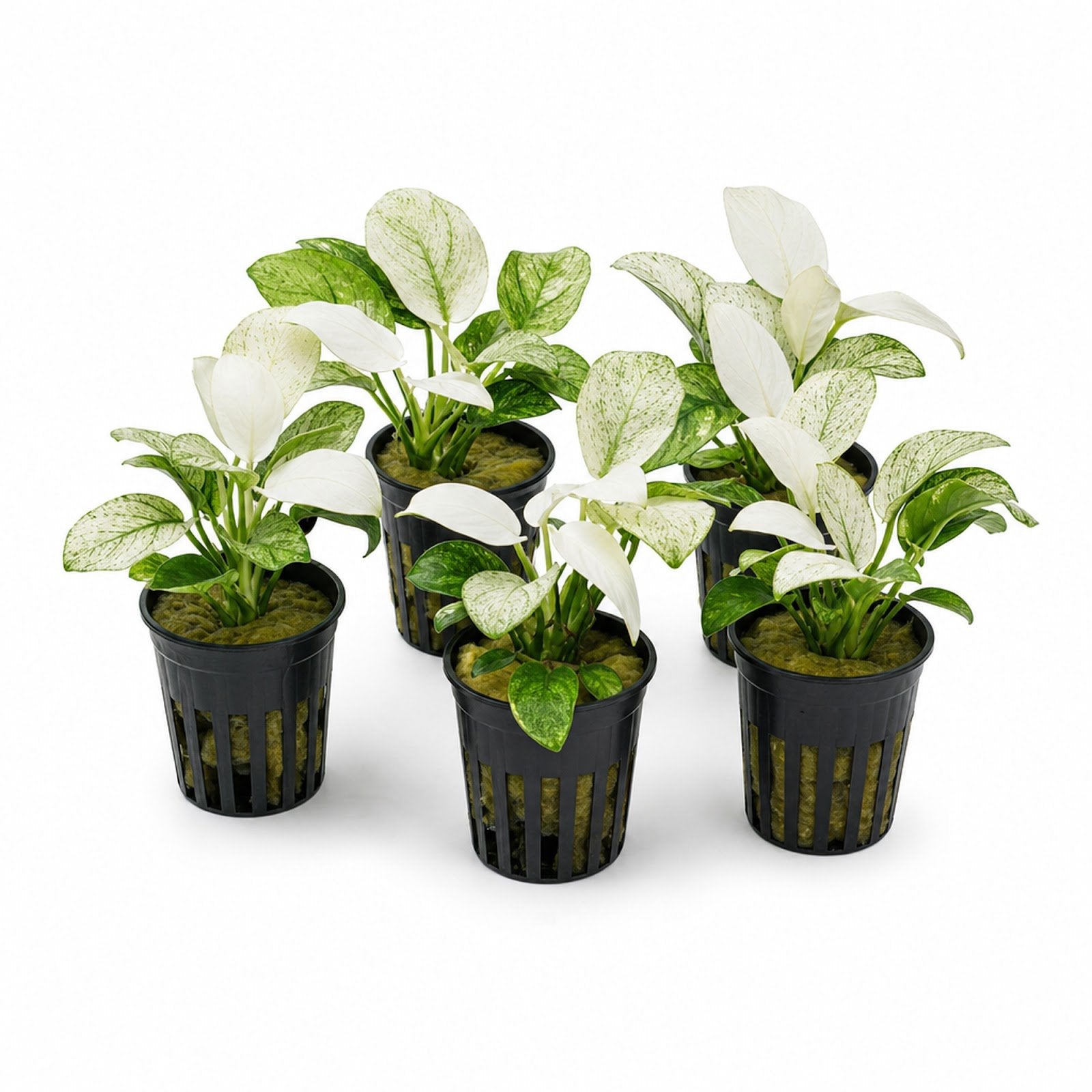 Anubias White Rose – Live Freshwater Aquarium Plant