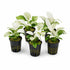 Anubias White Rose – Live Freshwater Aquarium Plant