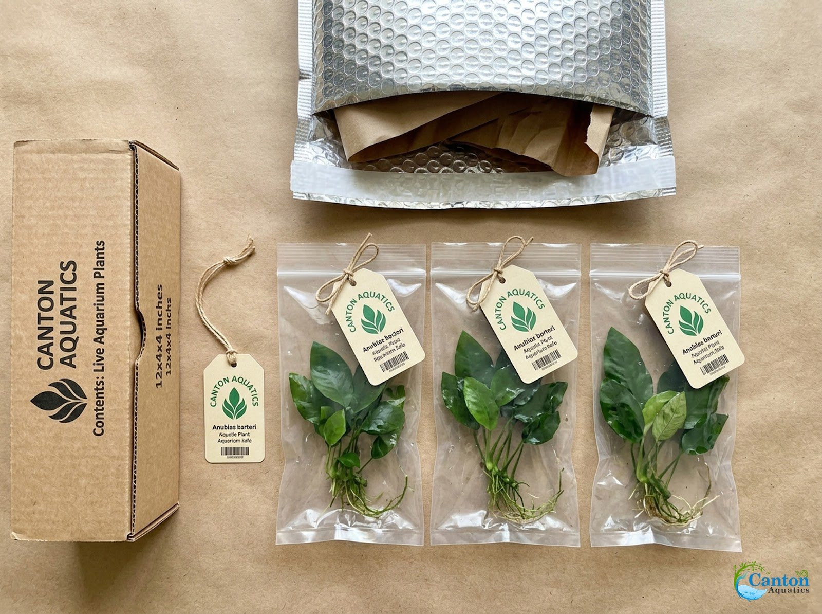Anubias Starter Bundle (3-Pack) – Medium to Large