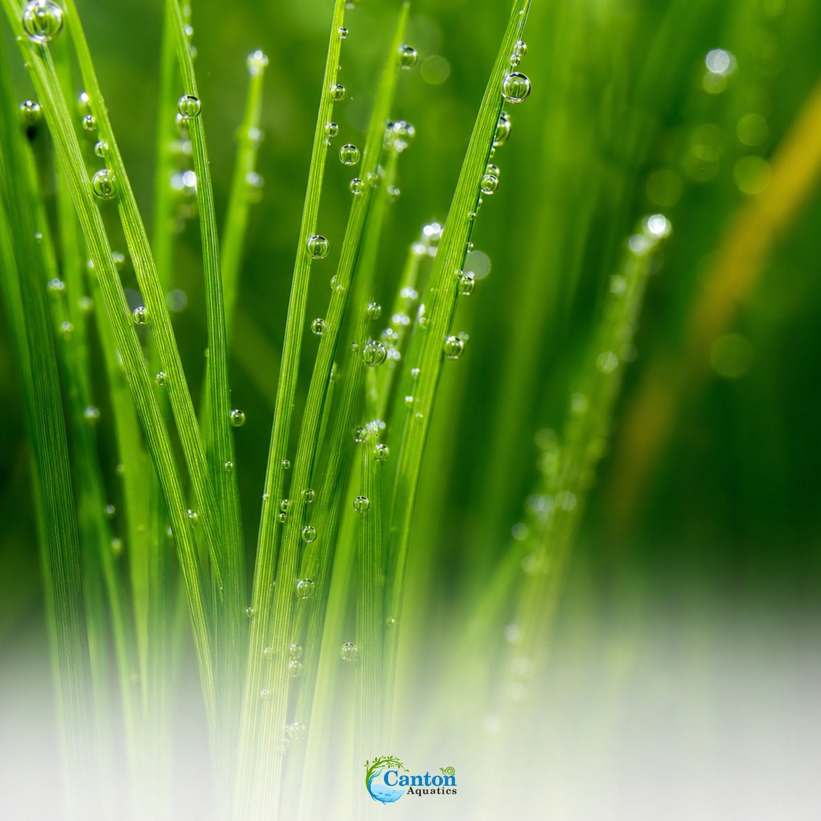 5 X Dwarf Hairgrass (Eleocharis Parvula) - Image 4 of 10