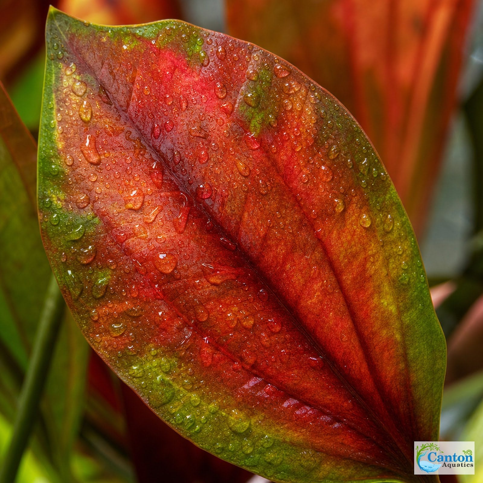 Amazon Sword Echinodorus Red Flame - Image 12 of 30
