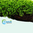 Moss On Wood – Live Aquarium Moss Attached to Natural Driftwood